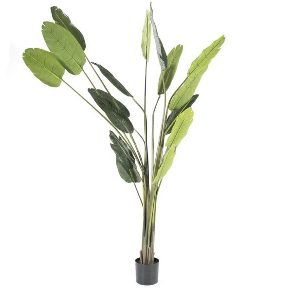 Strelitzia - large