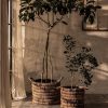 Mand Sago rond Set v.2 Two-tone - Afbeelding 2