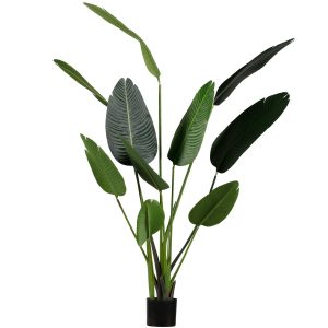 Strelitzia - medium